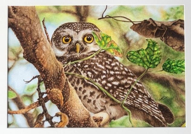 Title: The Stare (Owl) | Size: 20*25 in. | Medium: watercolour on paper